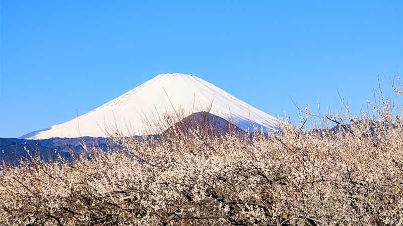 冬の花スポットに関するよくある質問
