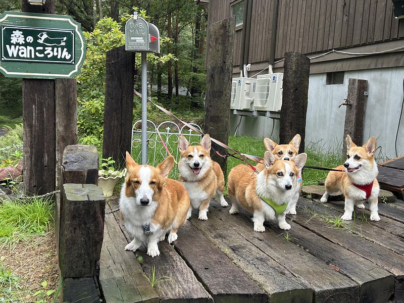 集まれ愛犬家の森