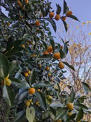 ワインの宿 hatake-image