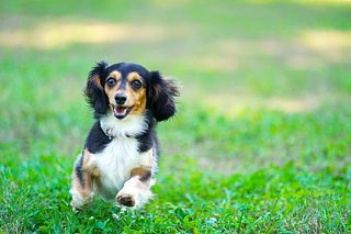 イノセンスリゾート ドッグコテージ-image