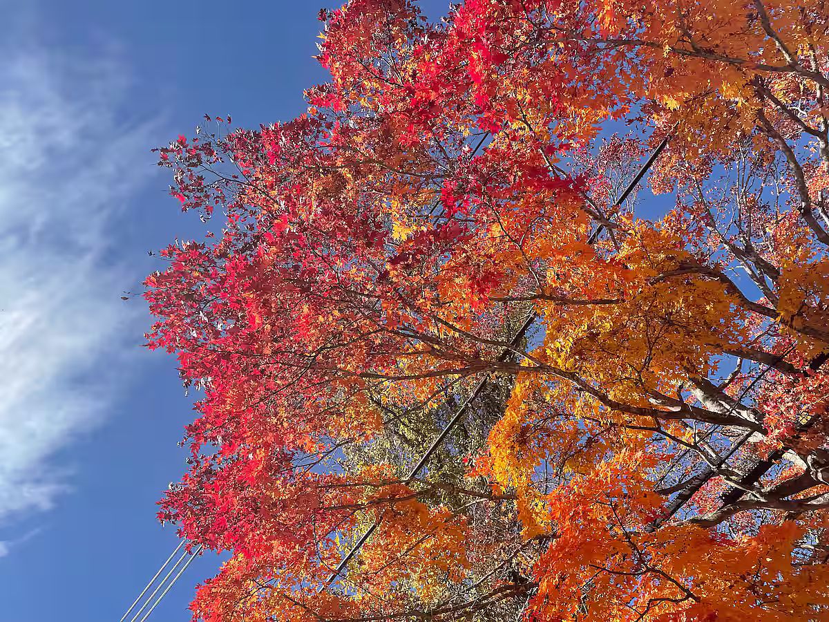 ランテルナ-image