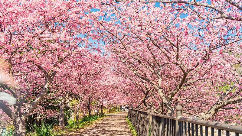 河津桜の名所マップと見頃・開花情報