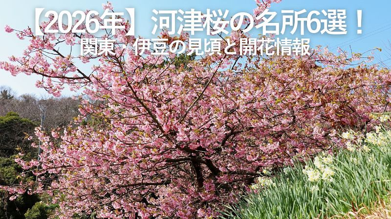 【2026年】河津桜の名所6選!関東・伊豆の見頃と開花情報