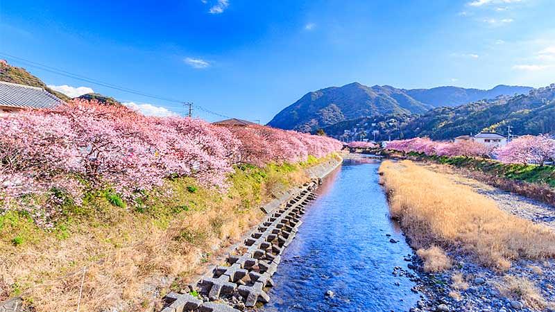 【本場】伊豆・河津町の河津桜名所