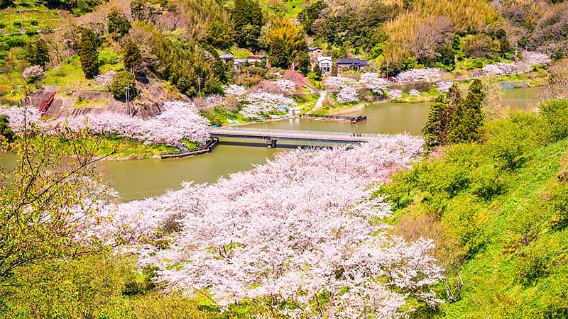 【関東近郊】東京から日帰りできる河津桜の名所