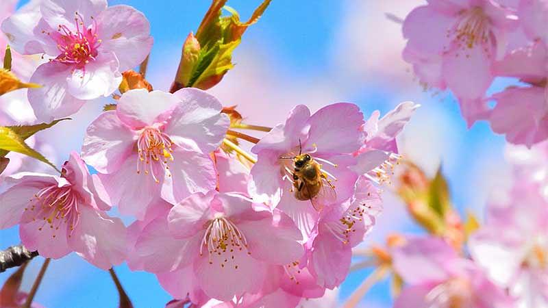 河津桜に関するよくある質問