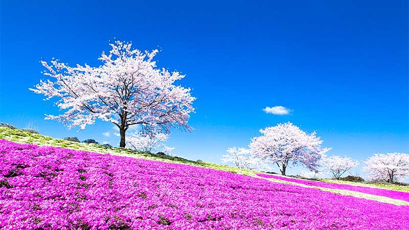 千葉観光人気スポットランキングTOP5