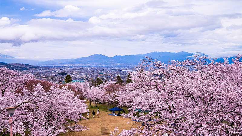 【テーマ別】春の山梨を楽しむ観光スポット