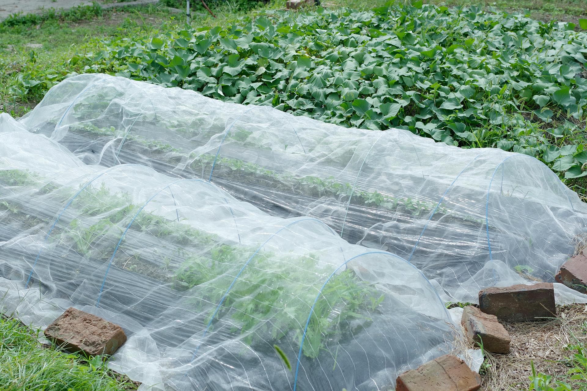 お屋敷ステイ 幸-image