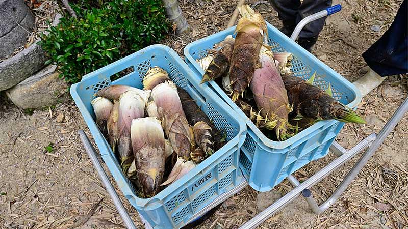 たけのこ掘りの時期はいつ？旬のシーズンを解説