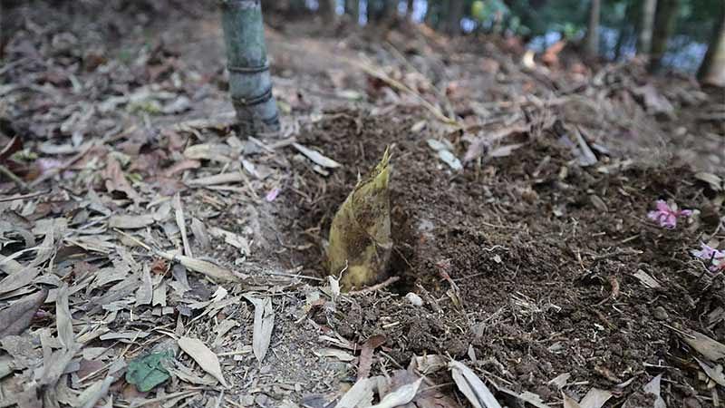 初心者向け！たけのこの見つけ方と掘り方のコツ