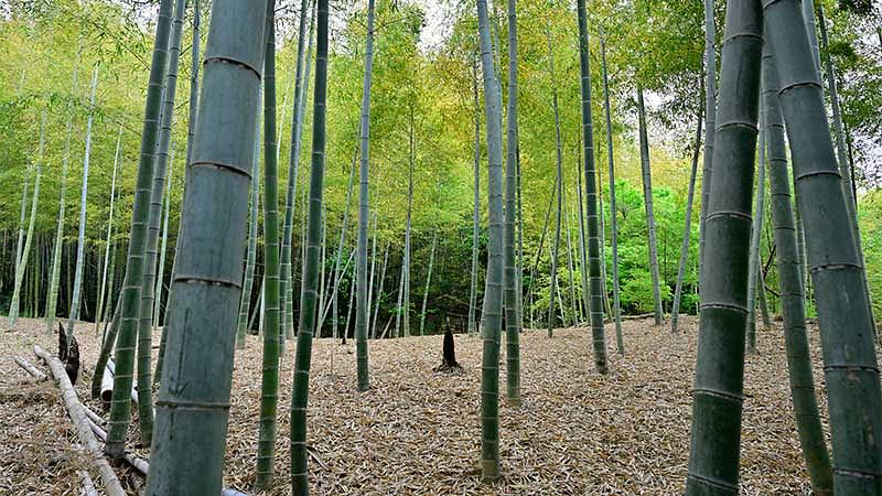 たけのこ掘りができる場所の種類