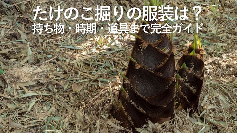 たけのこ掘りの服装は？持ち物・時期・道具まで完全ガイド