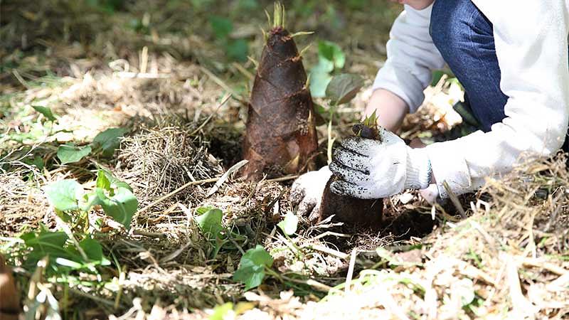 たけのこ掘りの基本服装！長袖・長ズボンが必須