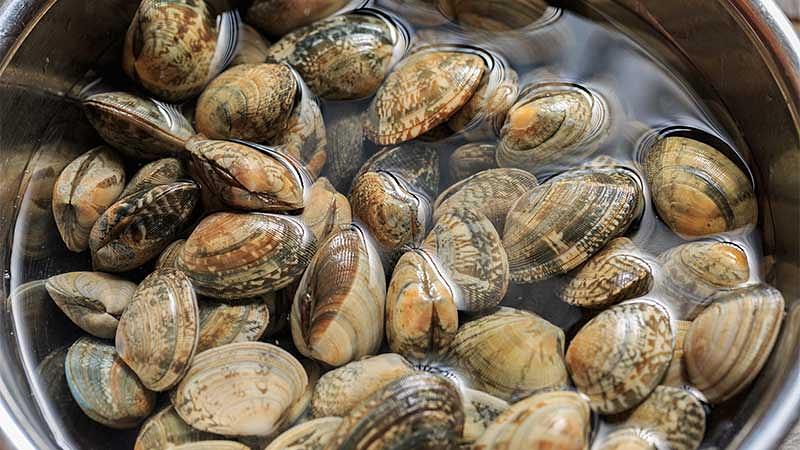 採ったあさりの持ち帰り方と砂抜き方法