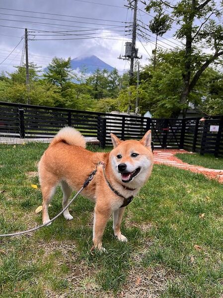 富士山：庭からも富士山！愛犬と一緒に写真撮影でも。