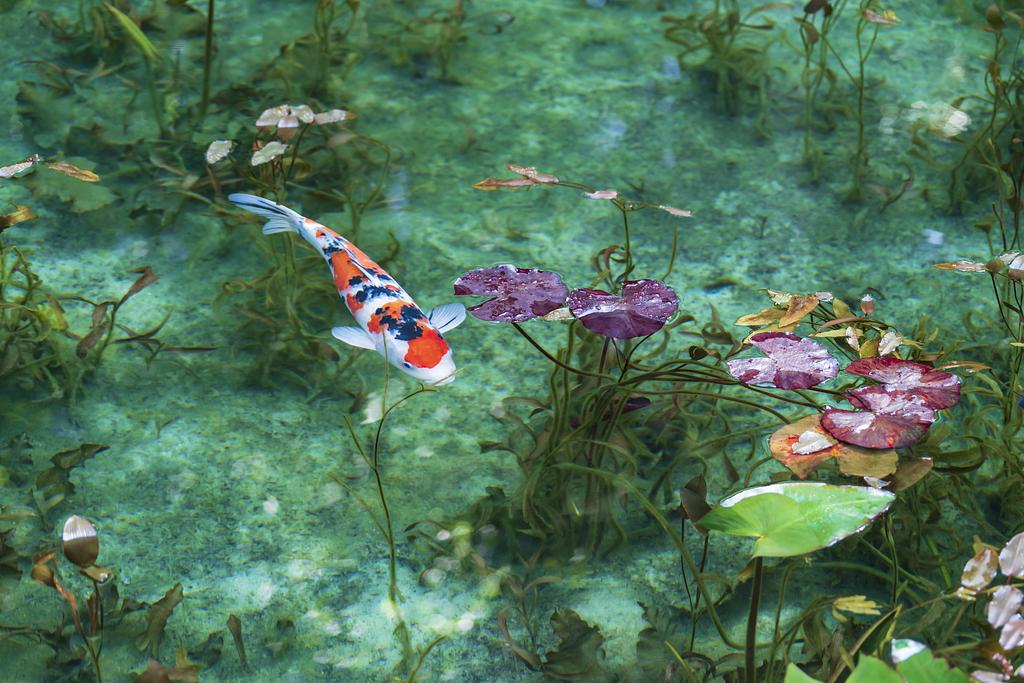 岐阜県 | 名もなき池（通称：モネの池）