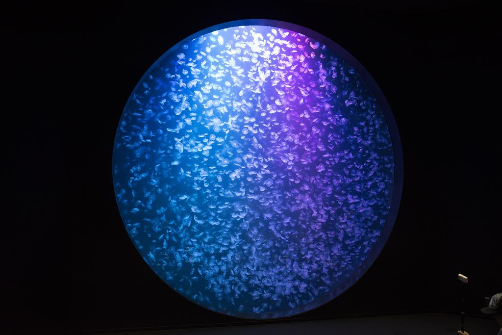 山形県 | 鶴岡市立加茂水族館