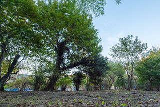 西側の庭の奥には竹林や栗、柿、梅の木があり、季節にはご自由に収穫を楽しんでいただけます