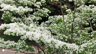 満開のナンジャモンジャ