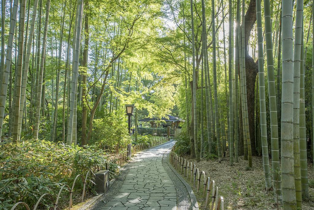 伊豆市 | 竹林の小径