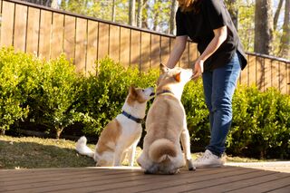 犬 ウッドデッキ