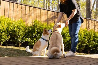 犬 ウッドデッキ