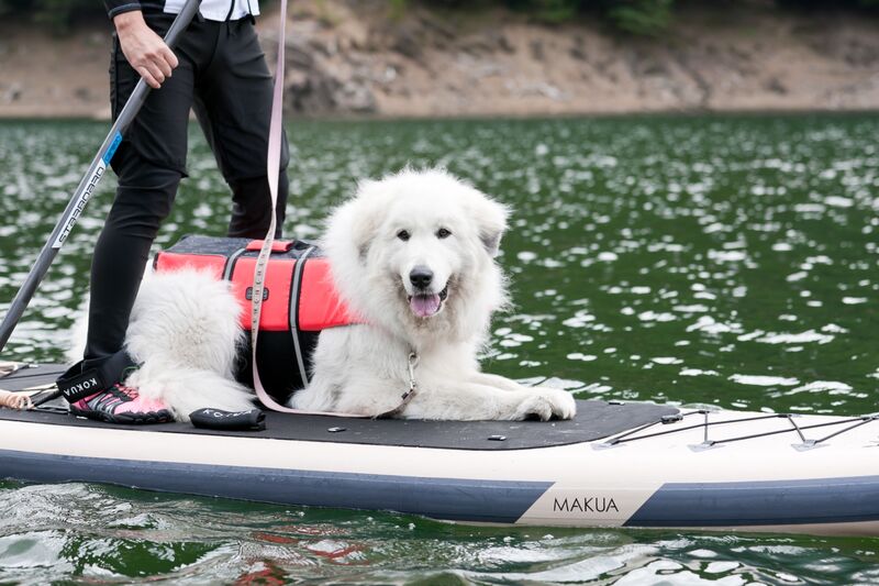 SUP
