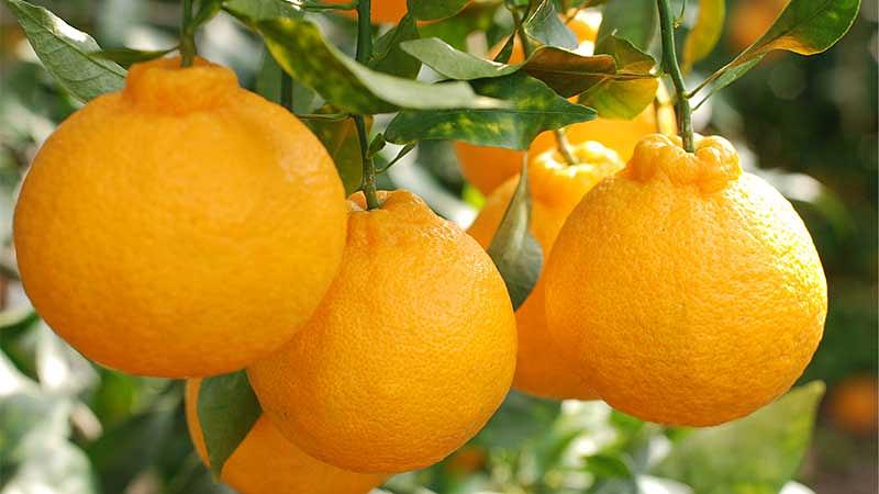 3月に旬を迎える果物4選