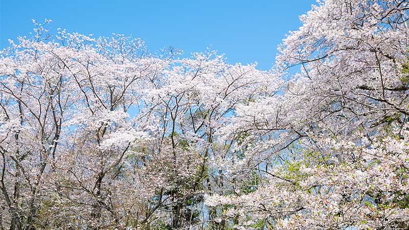 千葉の花見・桜名所比較一覧表