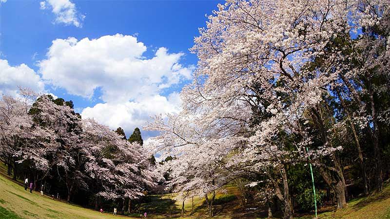 エリア別 千葉のおすすめ花見スポット