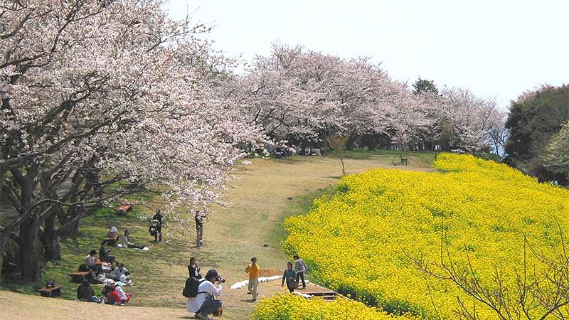 目的別 千葉のおすすめ花見スポット