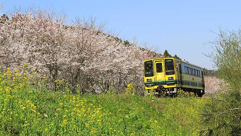 2026年千葉の桜の開花と見頃