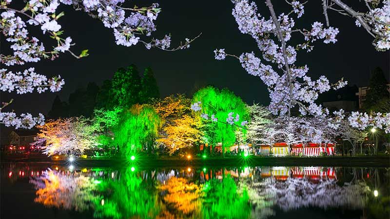 千葉の桜祭り・夜桜ライトアップ情報