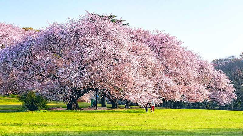 人混みを避ける関東の穴場お花見スポット10選