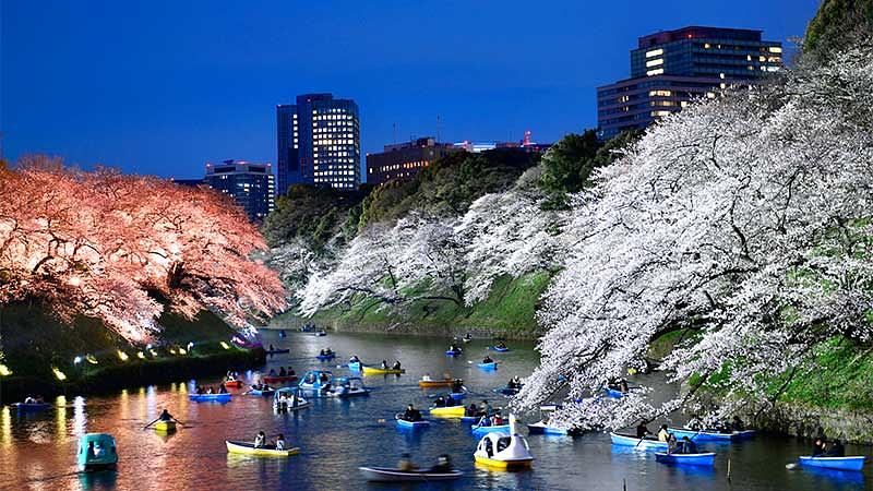 目的で選ぶ関東のおすすめお花見スポット