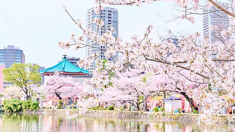 関東お花見スポット30選比較一覧とマップ