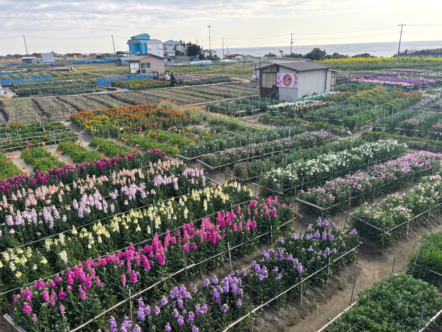 白間津のお花畑26年1月21日現在