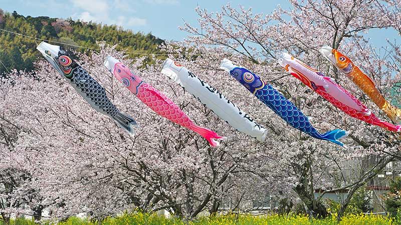 2026年版】千葉の鯉のぼりスポット完全ガイド！子連れで楽しめる