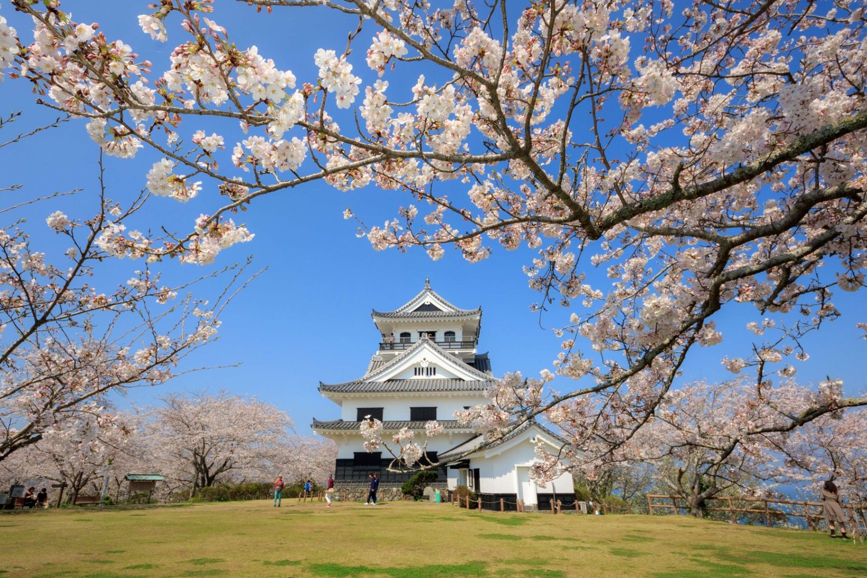 【館山城・館山公園】花の公園としても親しまれ、季節の花々が美しく咲き誇ります。