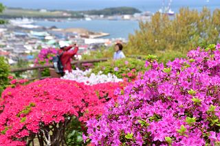 【館山城・館山公園】博物館・子供が遊べる遊具・里見茶屋もあり、ワンちゃんを連れてお散歩も楽しめます。
