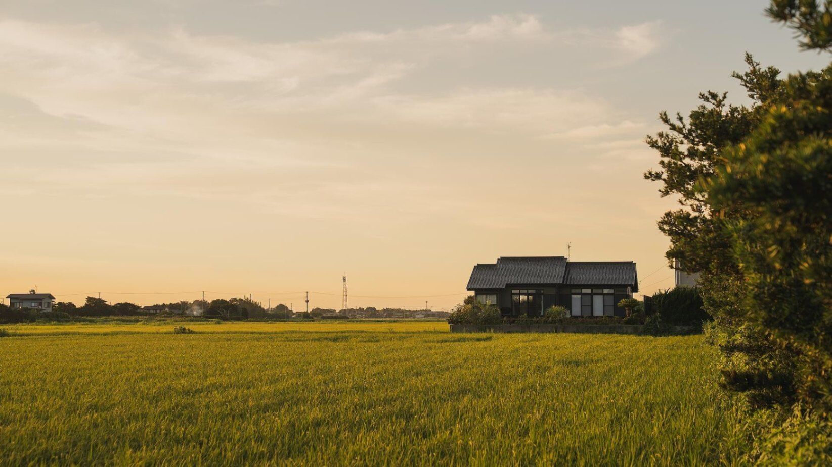 sawah torami-image