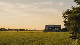 sawah torami-image