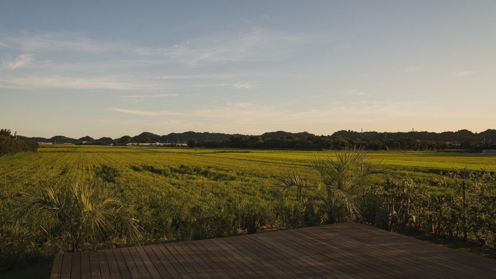 sawah torami-image