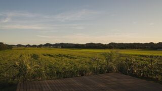 sawah torami-image