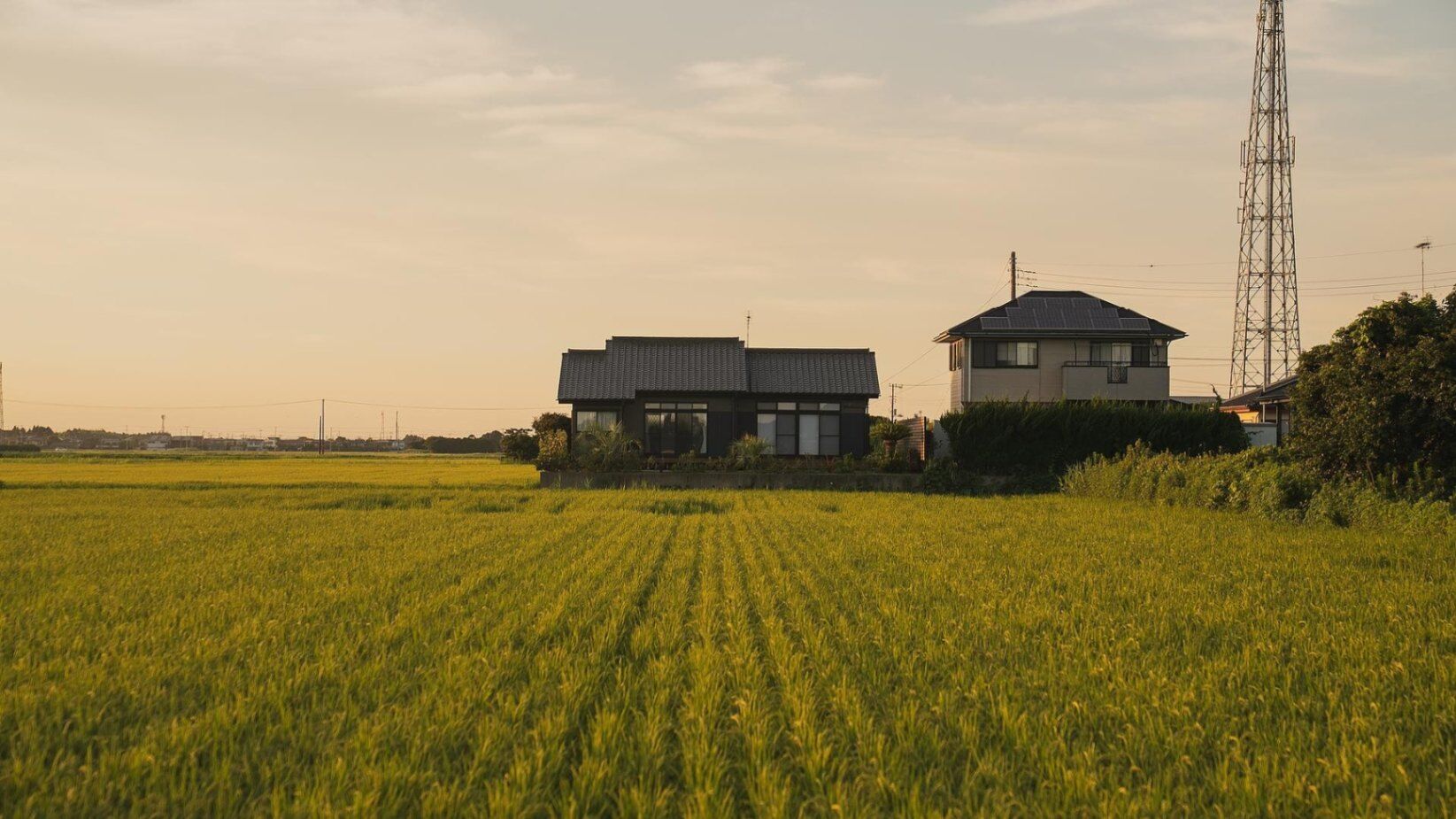 sawah torami-image