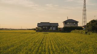 sawah torami-image