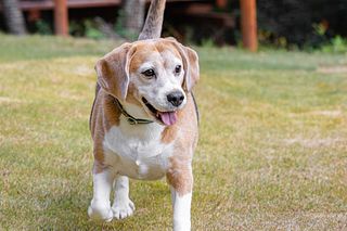 SumeraResortShikomaTerrace-image