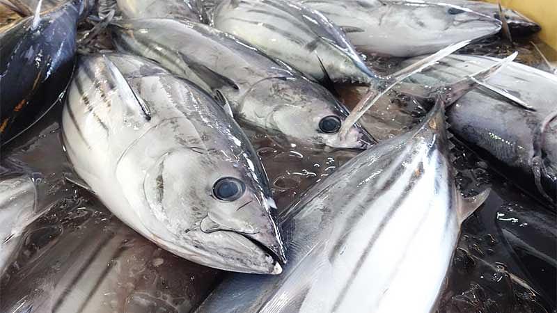 4月の旬の魚介類