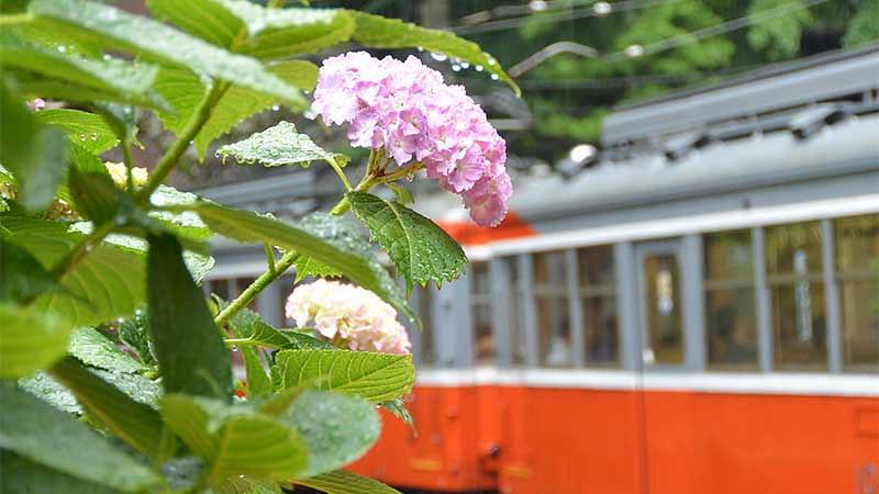目的別！6月に行きたい関東の梅雨絶景